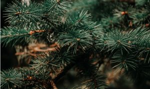 Here's how to recycle real Christmas trees across metro Phoenix