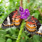 Butterfly Wonderland