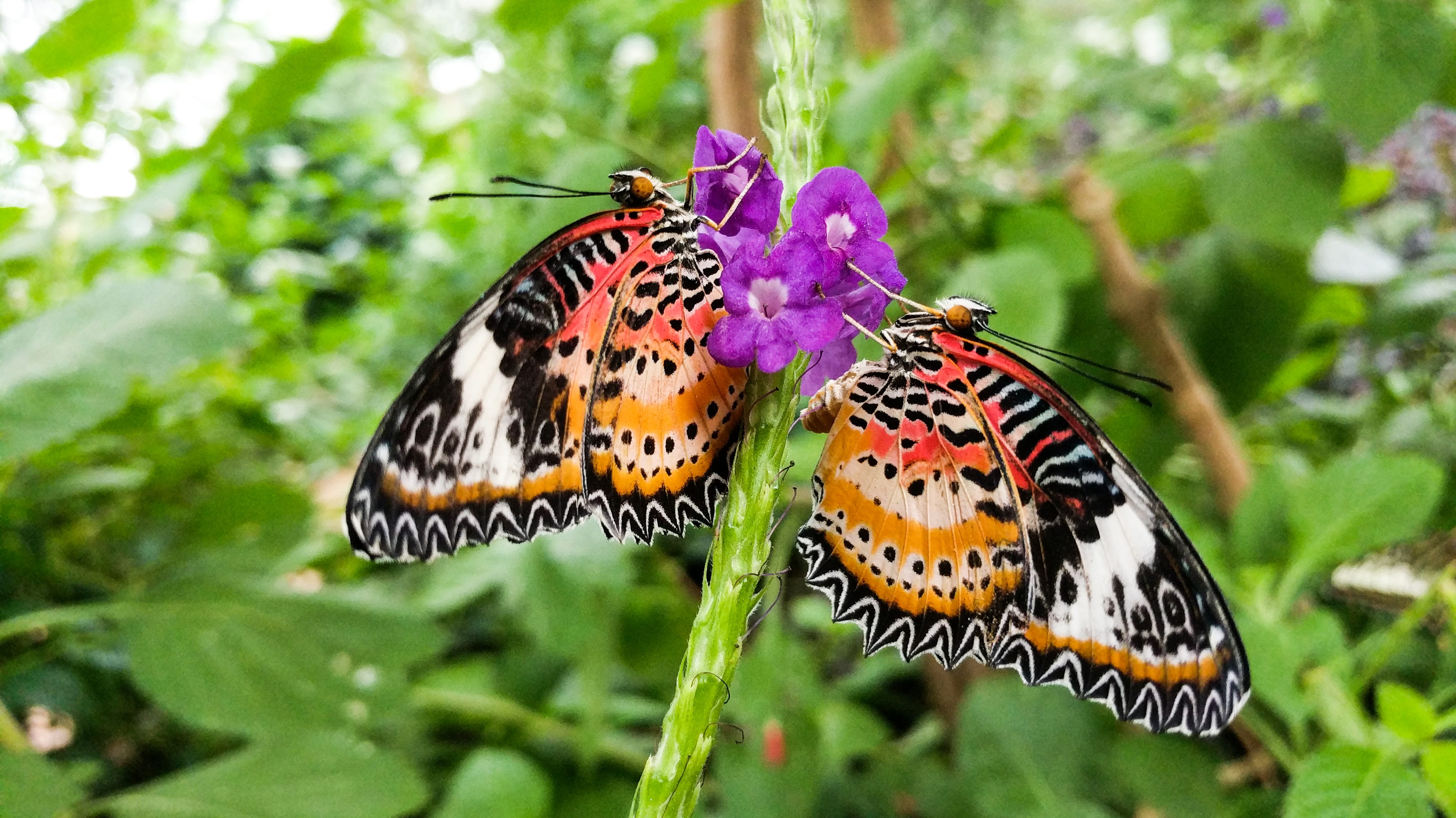 (Butterfly Wonderland Photo)...
