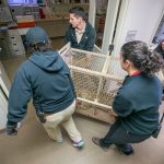Phoenix Zoo cheetah checkup