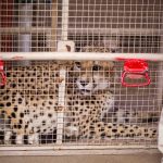 Phoenix Zoo cheetah checkup