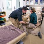 Phoenix Zoo cheetah checkup