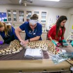 Phoenix Zoo cheetah checkup