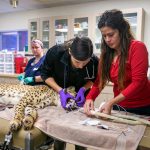 Phoenix Zoo cheetah checkup