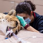 Phoenix Zoo cheetah checkup