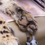 Phoenix Zoo cheetah checkup