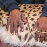 Phoenix Zoo cheetah checkup