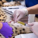 Phoenix Zoo cheetah checkup