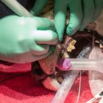 Phoenix Zoo cheetah checkup