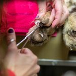 Phoenix Zoo cheetah checkup