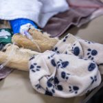 Phoenix Zoo cheetah checkup