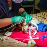 Phoenix Zoo cheetah checkup
