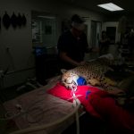 Phoenix Zoo cheetah checkup