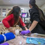 Phoenix Zoo cheetah checkup