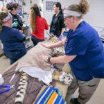 Phoenix Zoo cheetah checkup