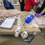 Phoenix Zoo cheetah checkup