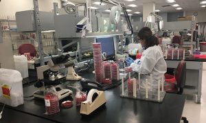 Phoenix lab uses artificial intelligence to slow, manage Alzheimer’s disease