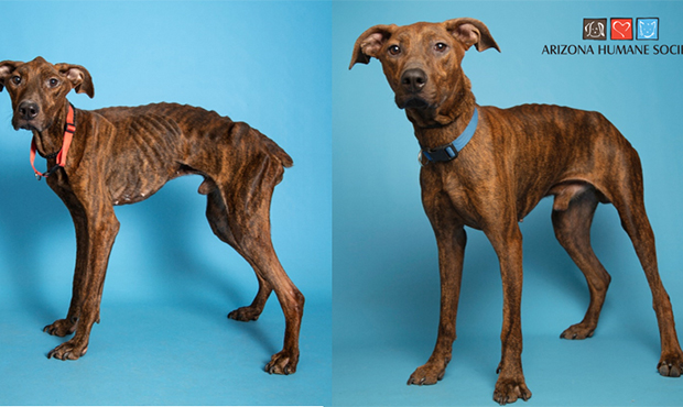 (Arizona Humane Society Photo)...