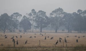 Tucson firefighter helping to battle deadly wildfires in Australia