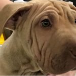 mesa-gas station-crash-dog2