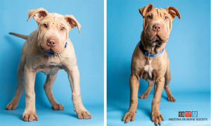 Puppies rescued by Mesa firefighters quickly adopted