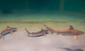 4 rare sandbar shark babies born at OdySea Aquarium in Scottsdale