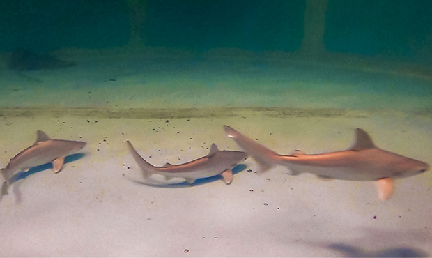 (OdySea Aquarium Photo)...