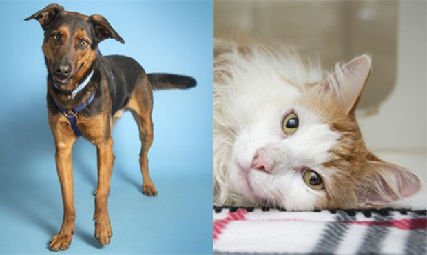(Arizona Humane Society Photos)...