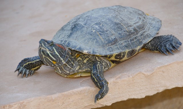Red Eared Slider turtle (Photo: Phoenix Herpetological Sanctuary)...