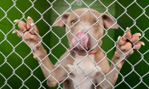 COVID-19 being felt in donations, hours, adoptions at animal shelters