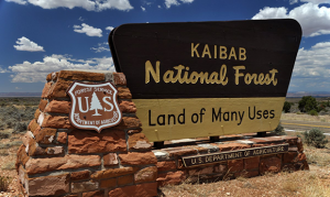 Arizona national forests limit recreation sites amid coronavirus