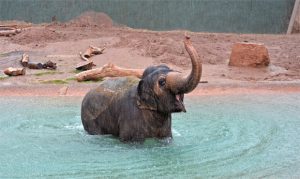 Reba, Phoenix Zoo and former Ringling Brothers elephant, dies at age 51