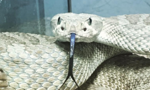 Arizona reports 39 rattlesnake bites this year, 19 in April