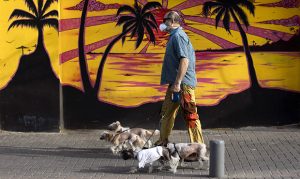 Arizona Humane Society offering virtual pet training sessions