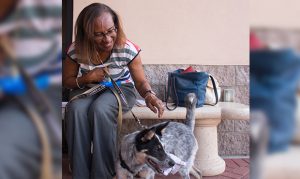 Miracle pup that survived attack adopted from AAWL Phoenix