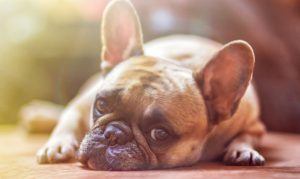 Arizona animal shelters urge pet owners to have COVID-19 plan in place