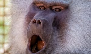 Phoenix Zoo announces reopening date after 3 months of COVID-19 closure