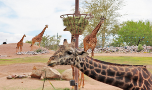 Phoenix Zoo announces 'Cruise the Zoo' drive-thru experience