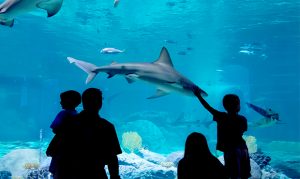 Scottsdale's OdySea, other attractions reopen ahead of Memorial Day