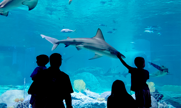 (OdySea Aquarium Photo)...