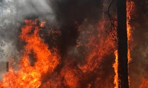 Mangum Fire in northern Arizona burns 71,000 acres, 33% contained