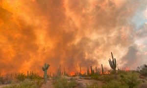 Bush Fire surges overnight, nears top 10 for Arizona's largest wildfires