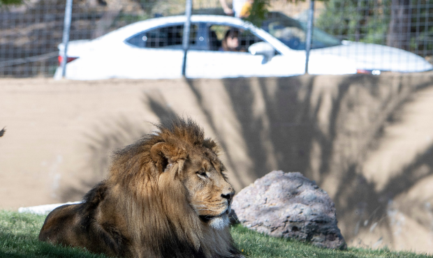 (Twitter Photo/@PhoenixZoo)...