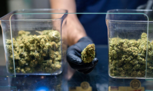 Support for marijuana legalization jumps among voters in Arizona poll