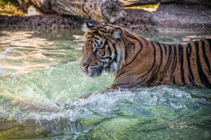 Phoenix Zoo announces second closure due to coronavirus pandemic