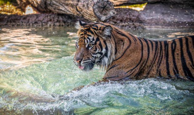 (Twitter photo/@PhoenixZoo)...