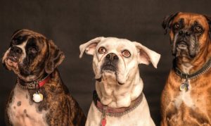 Here's how to keep your pet healthy and safe during the Fourth of July