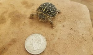 Phoenix Zoo reptile keepers find a surprise baby box turtle