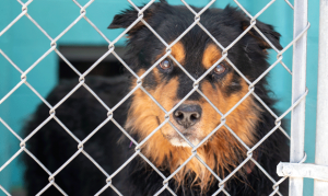 Valley shelter rescues nearly 30 dogs from hoarders, abandonment
