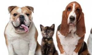 Tempe-based animal shelter prepares for influx of pets due to pandemic